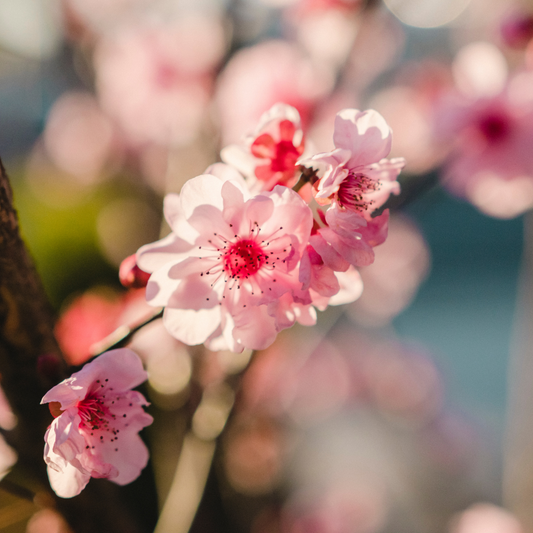 Hello Springtime