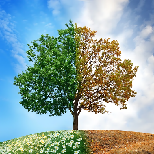 Embracing the Transition: From Summer to Fall